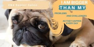 fawn colored pug dog