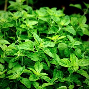 Oregano will grow well indoors, but it is important that the plant receives adequate heat and sunshine in order to grow.