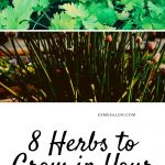 Herbs grown in your kitchen, chives, mint, parsley