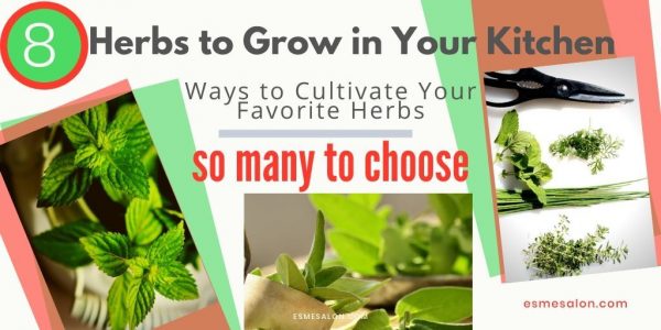 Different Herbs to Grow in Your Kitchen