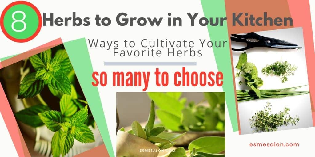 8 Herbs to Grow in Your Kitchen  Esme Salon