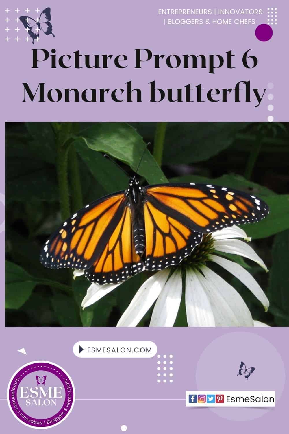 Picture Prompt 6 Monarch Butterfly on a white daisy