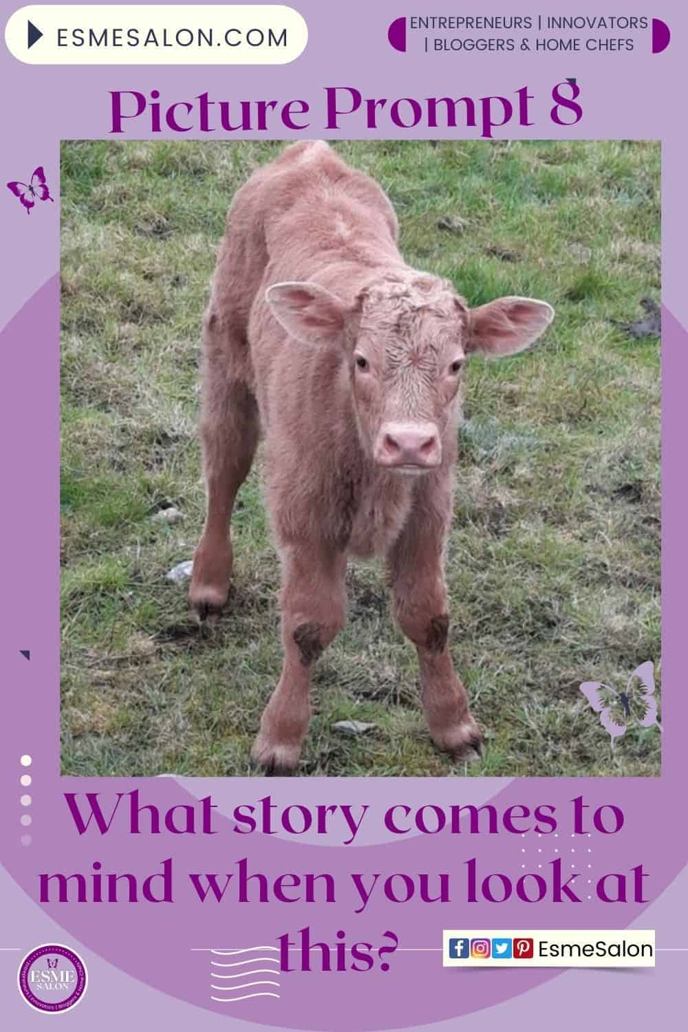 Image of a Calf in the field - Picture Prompt 8