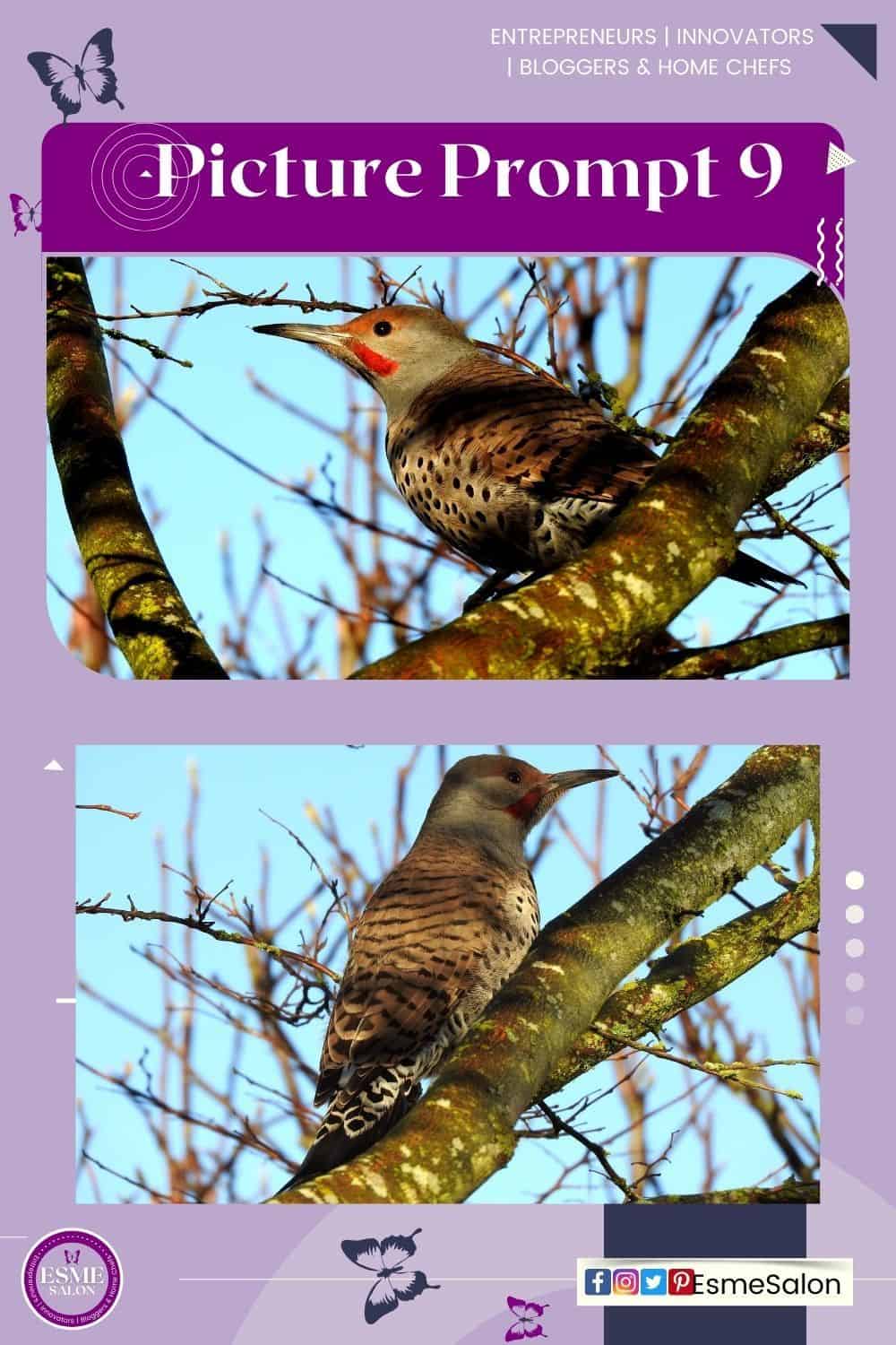 An image of 2 Picture Prompt 9 Northern Flickers