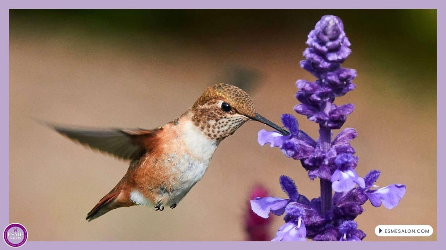 an image of a Rufous Hummingbird in backyard
