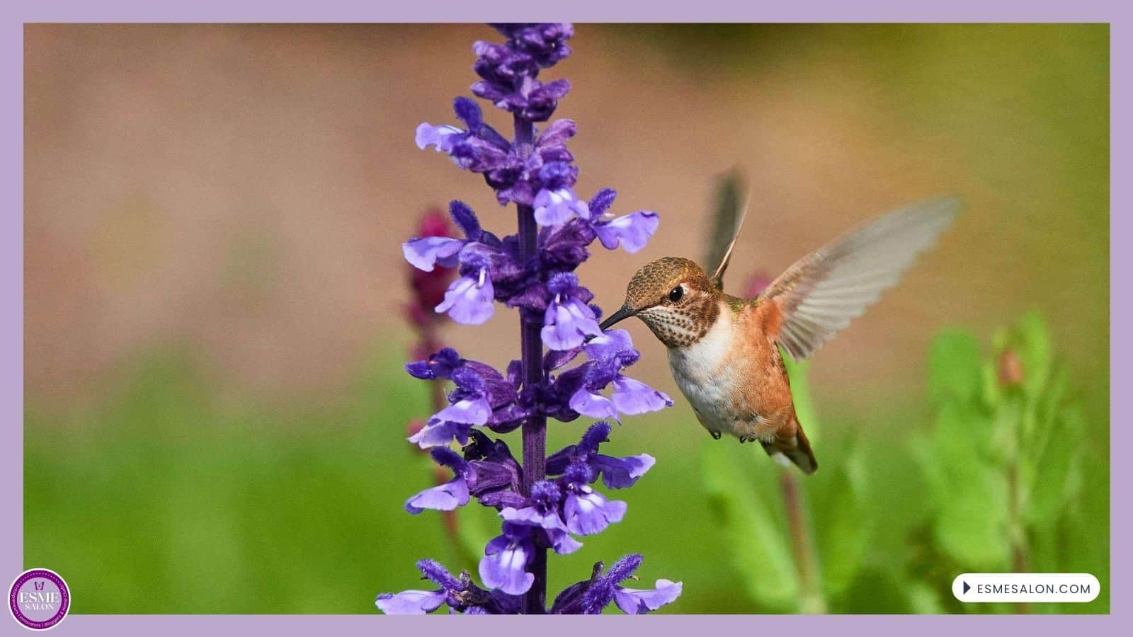 an mage of a Rufous Hummingbird drinking nectar