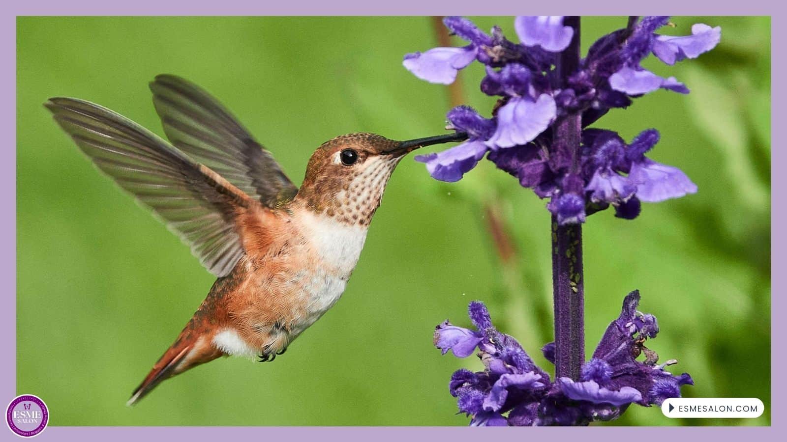 An image of a Rufous Hummingbird in backyard drinking nectar from a purple flower
