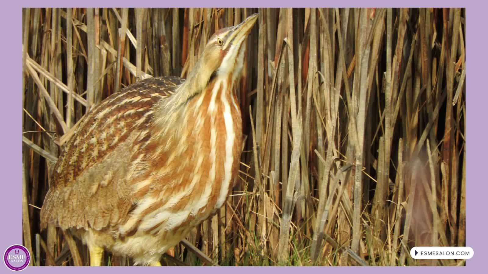 an image of an American bittern standing within the reeds