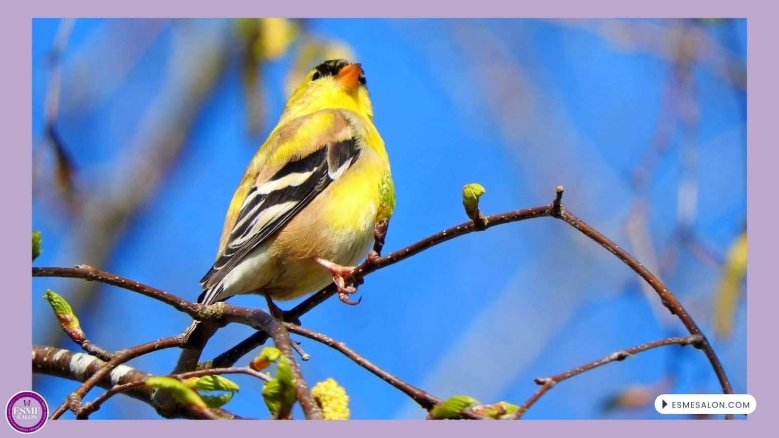 an image of an American Goldfinch sitting on a branch