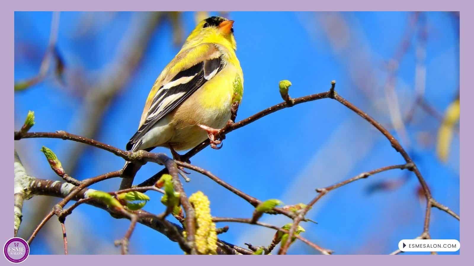 an image of an American Goldfinch sitting on a branch