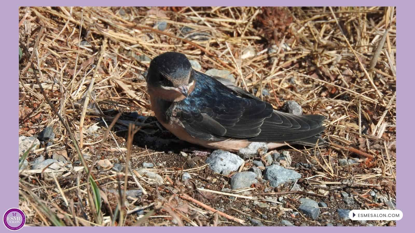 an image of a Barn Swallow looking backwards