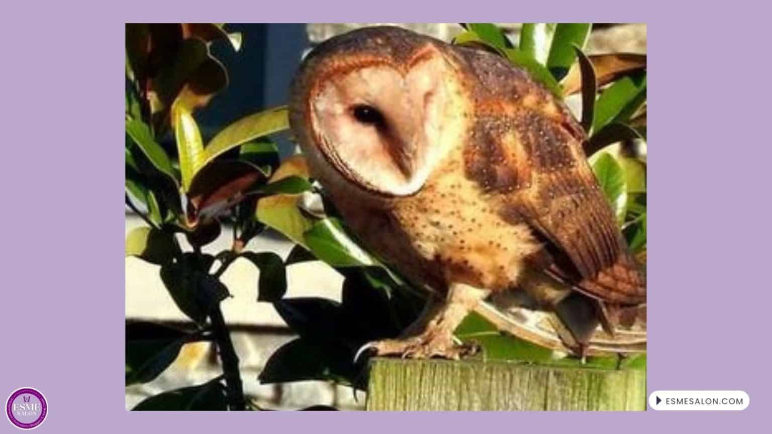 Barn Owl
