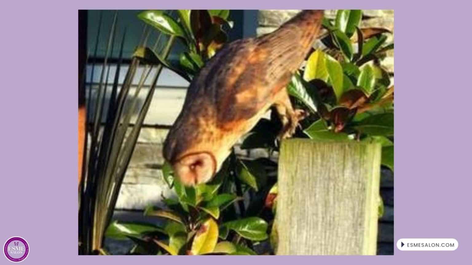 an image of a Barn Owl in flight down to the ground