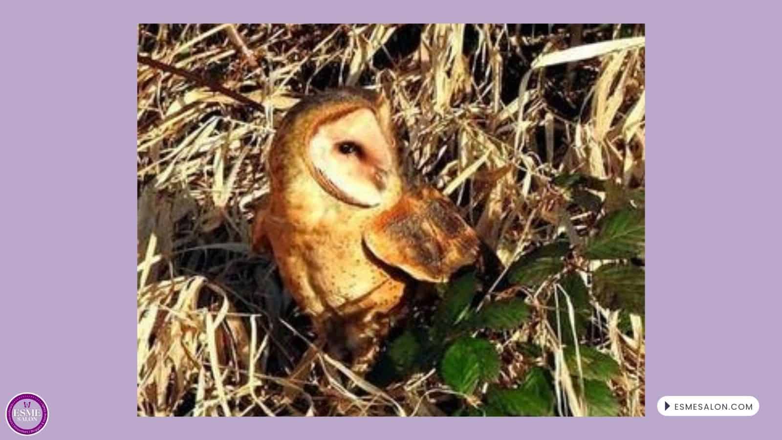 an image of a Barn Owl on the ground in reeds