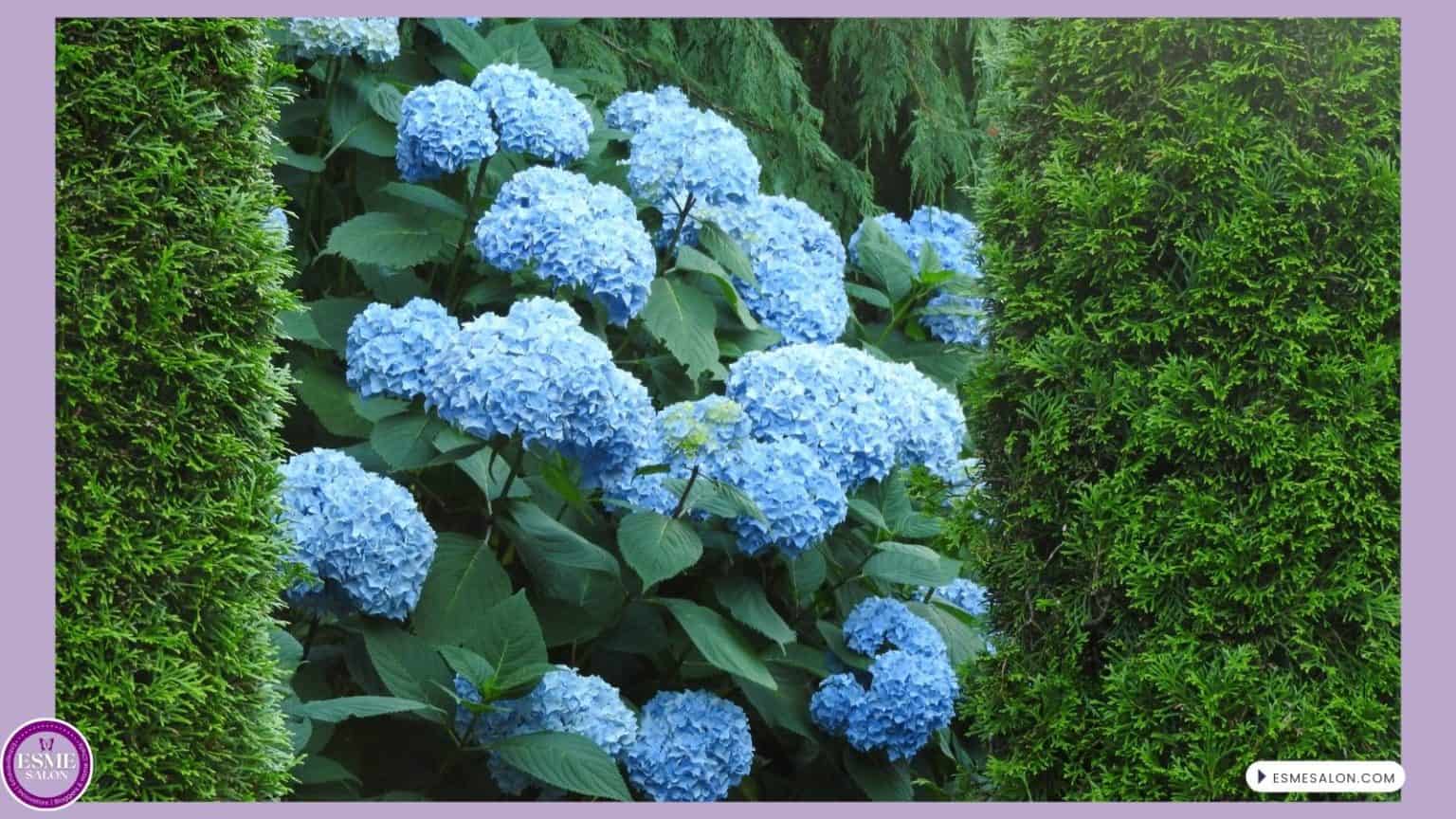 an image of a closeup of Blue Hydrangeas