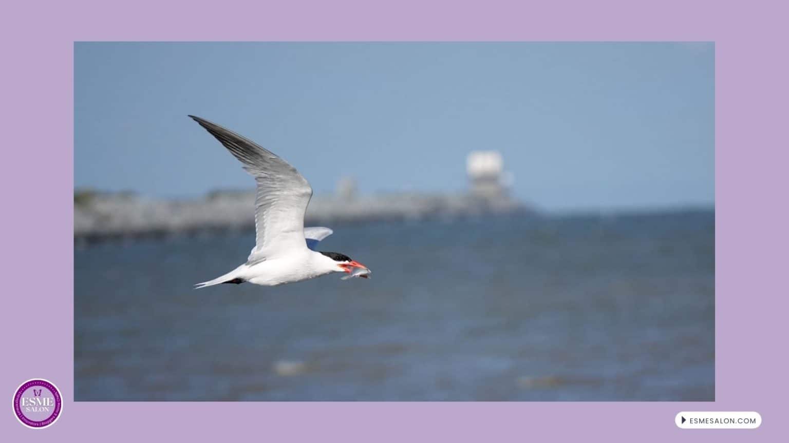 an image of a Caspian Tern with fish in beak
