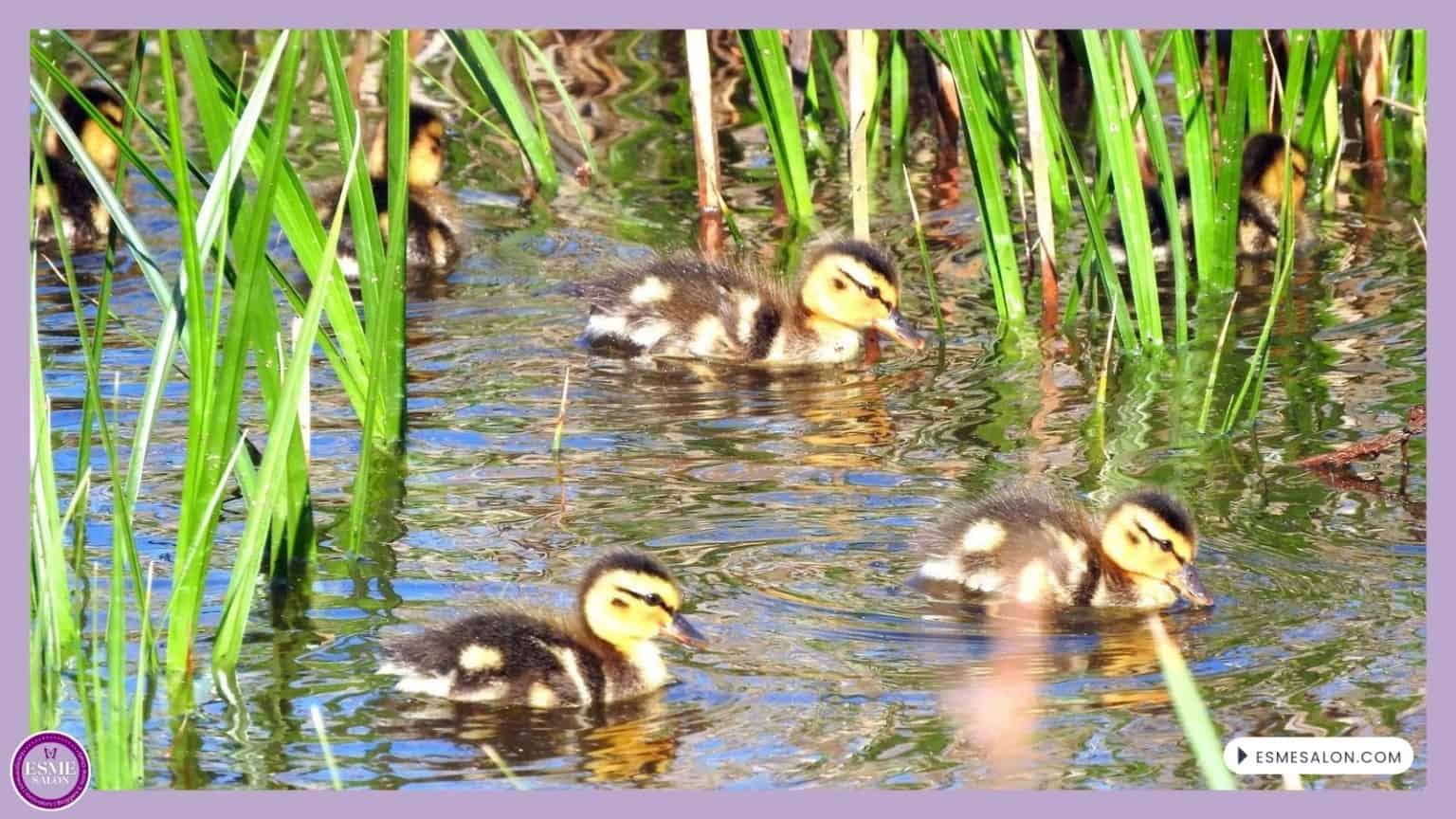 an image of Mallard Ducklings swimming together