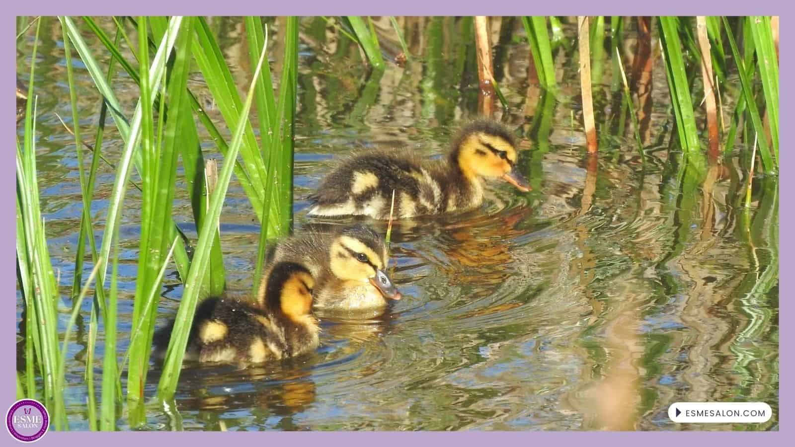 an image of Mallard Ducklings swimming together