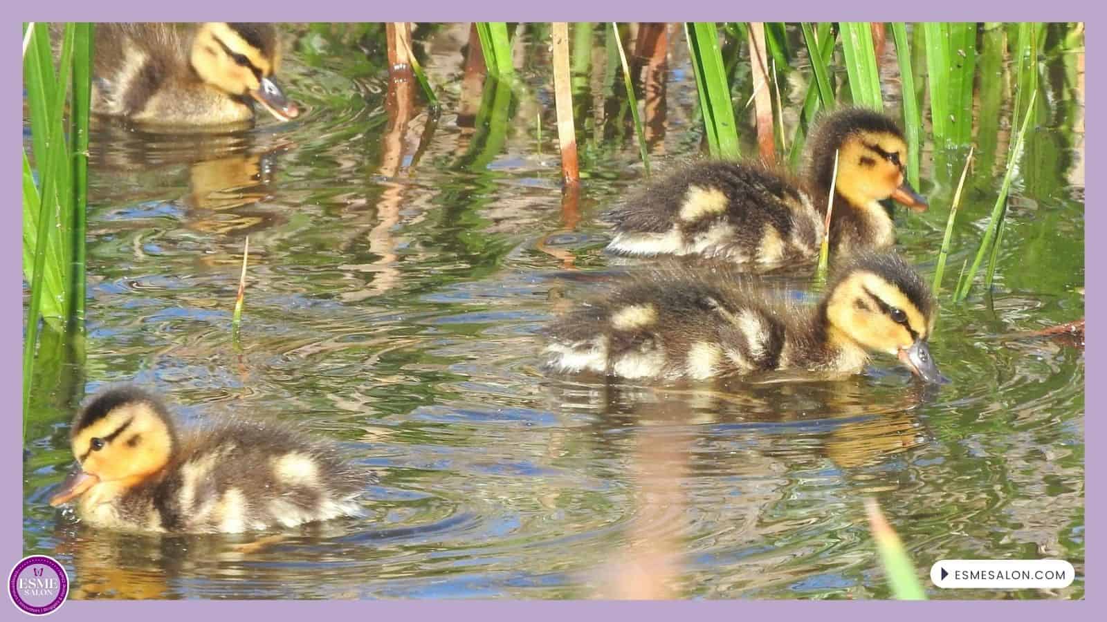 an image of Mallard Ducklings swimming together