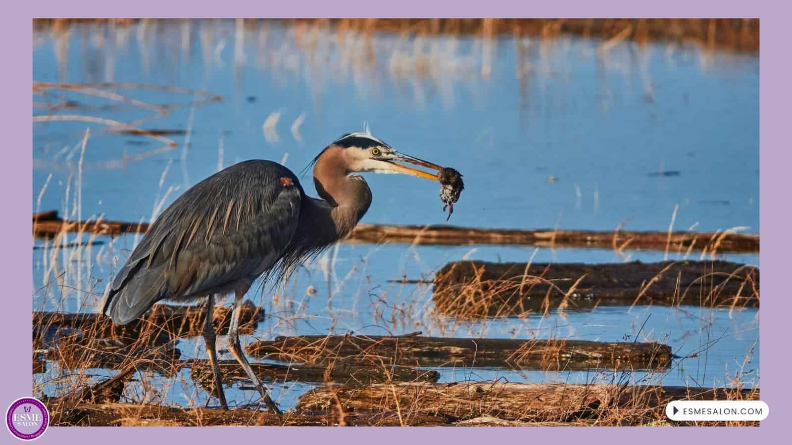 an image of a Great Blue Heron that caught a vole
