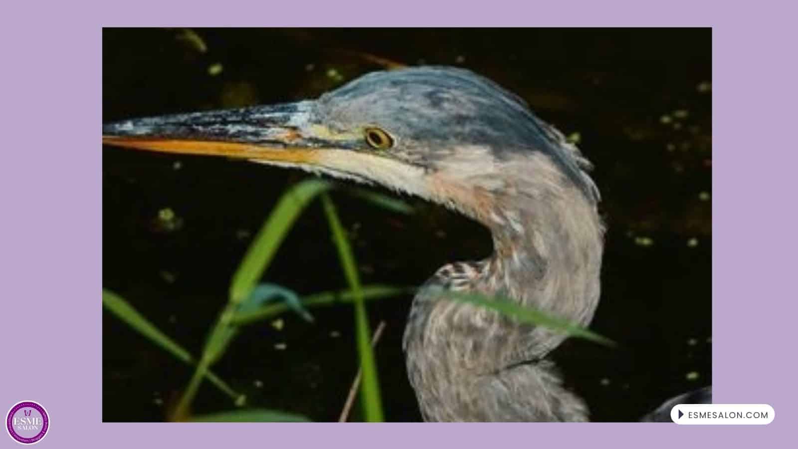 an image of a closeup of the face of a Great Blue Heron