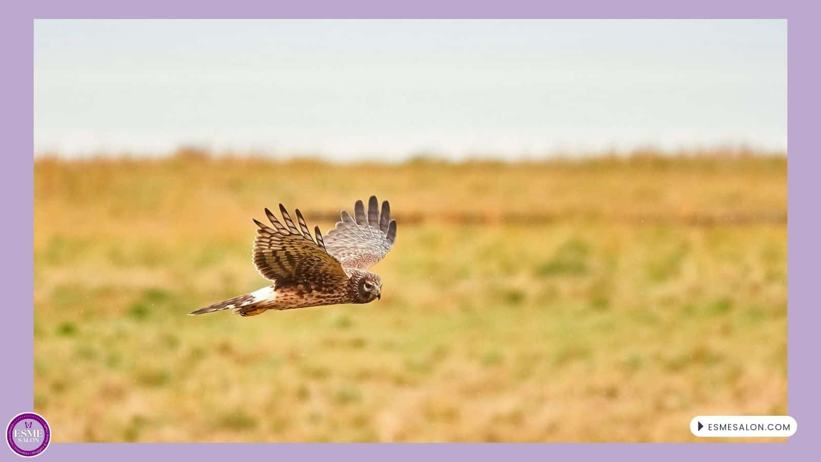 an image of a Northern Harriers flying over low grassland looking for rodents
