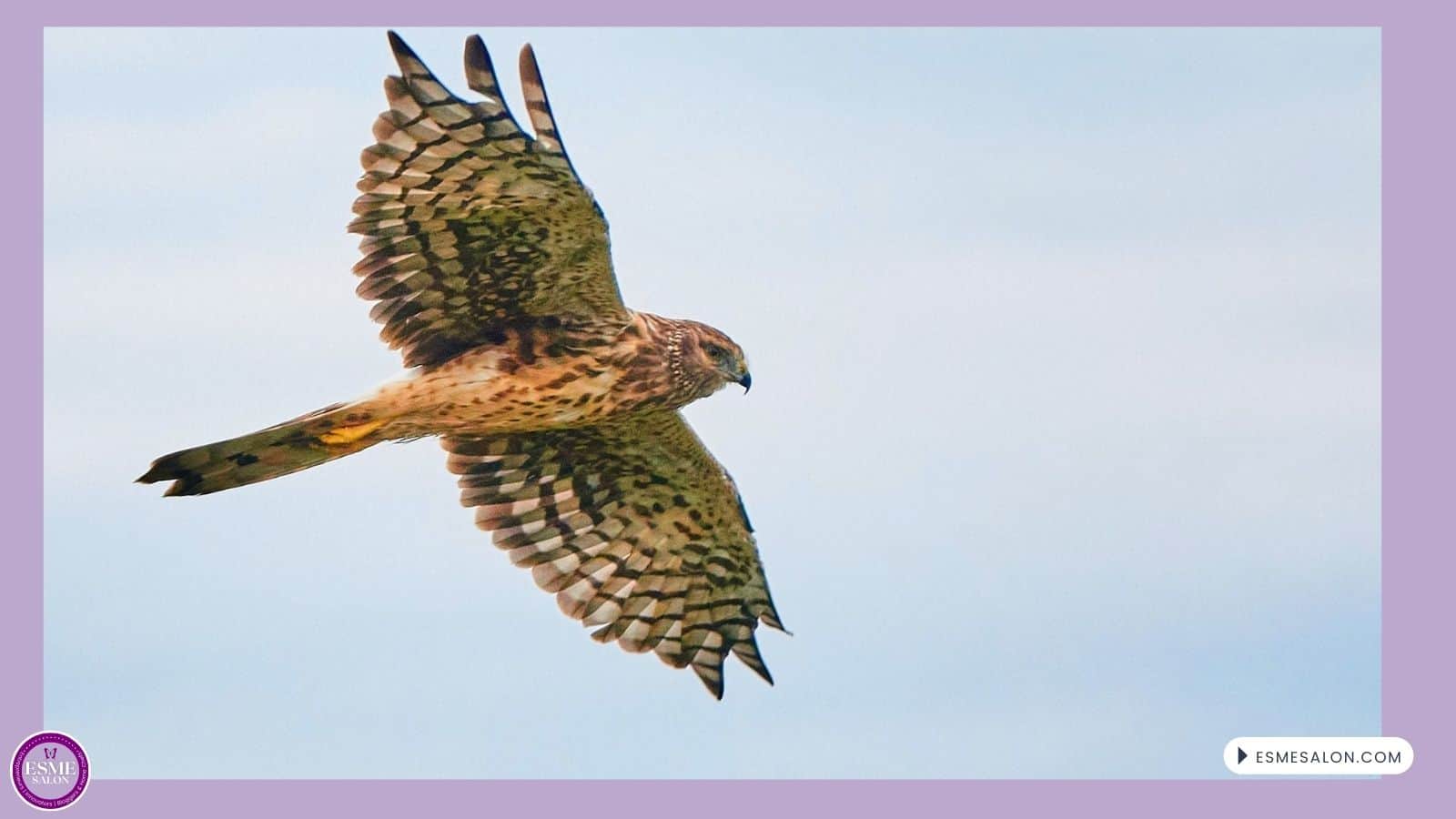 an image of a Northern Harrier seen from below