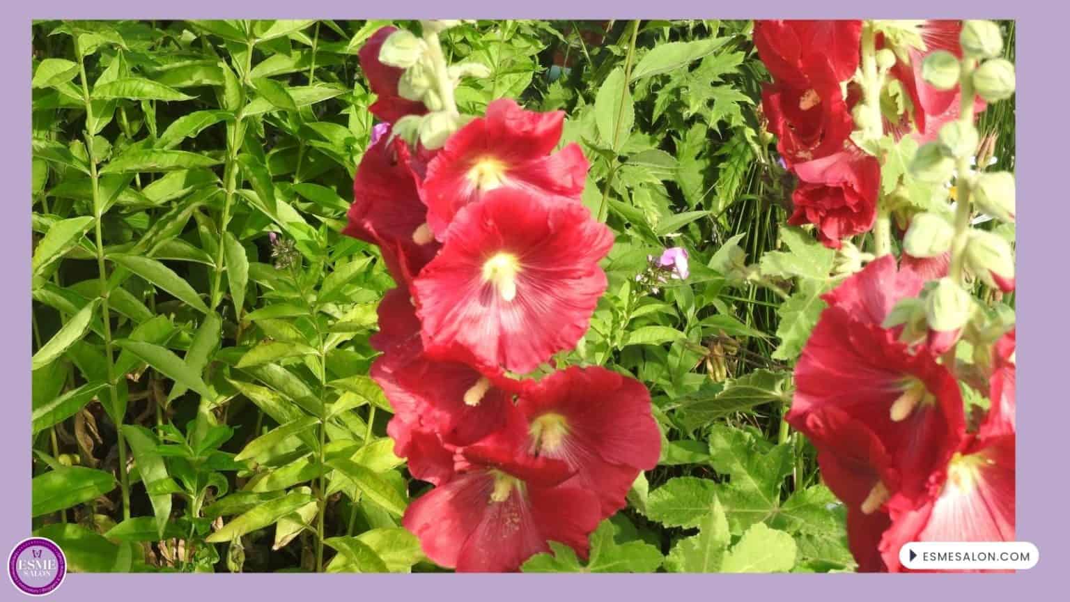 An image of Hollyhock flowers