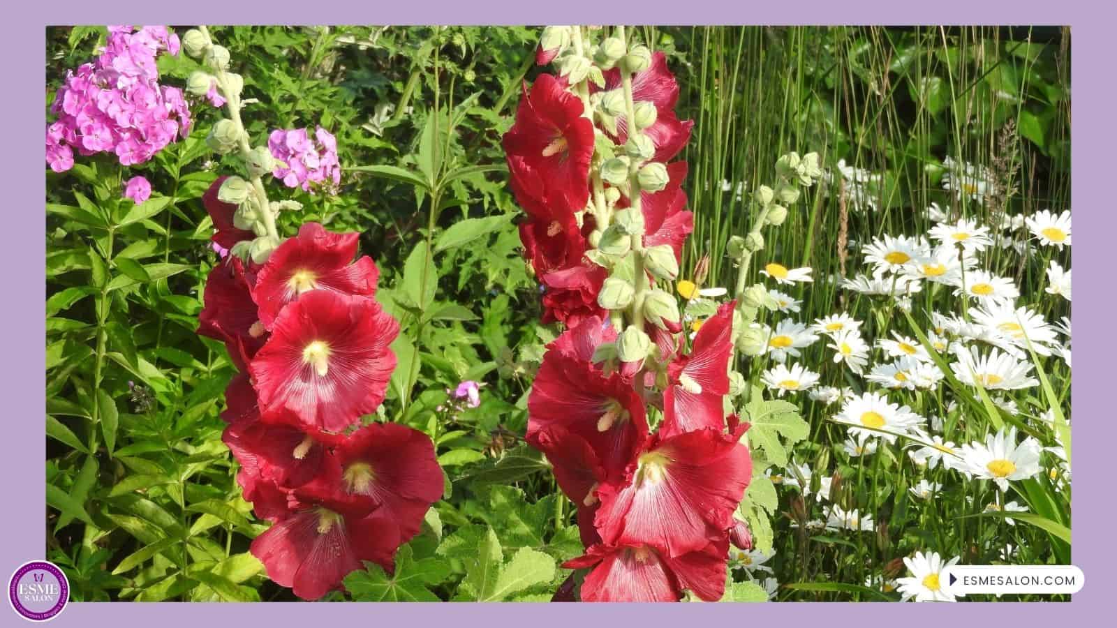 An image of Hollyhock flowers
