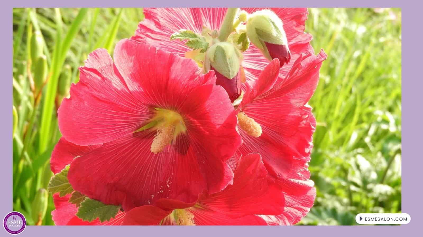 An image of Hollyhock flowers