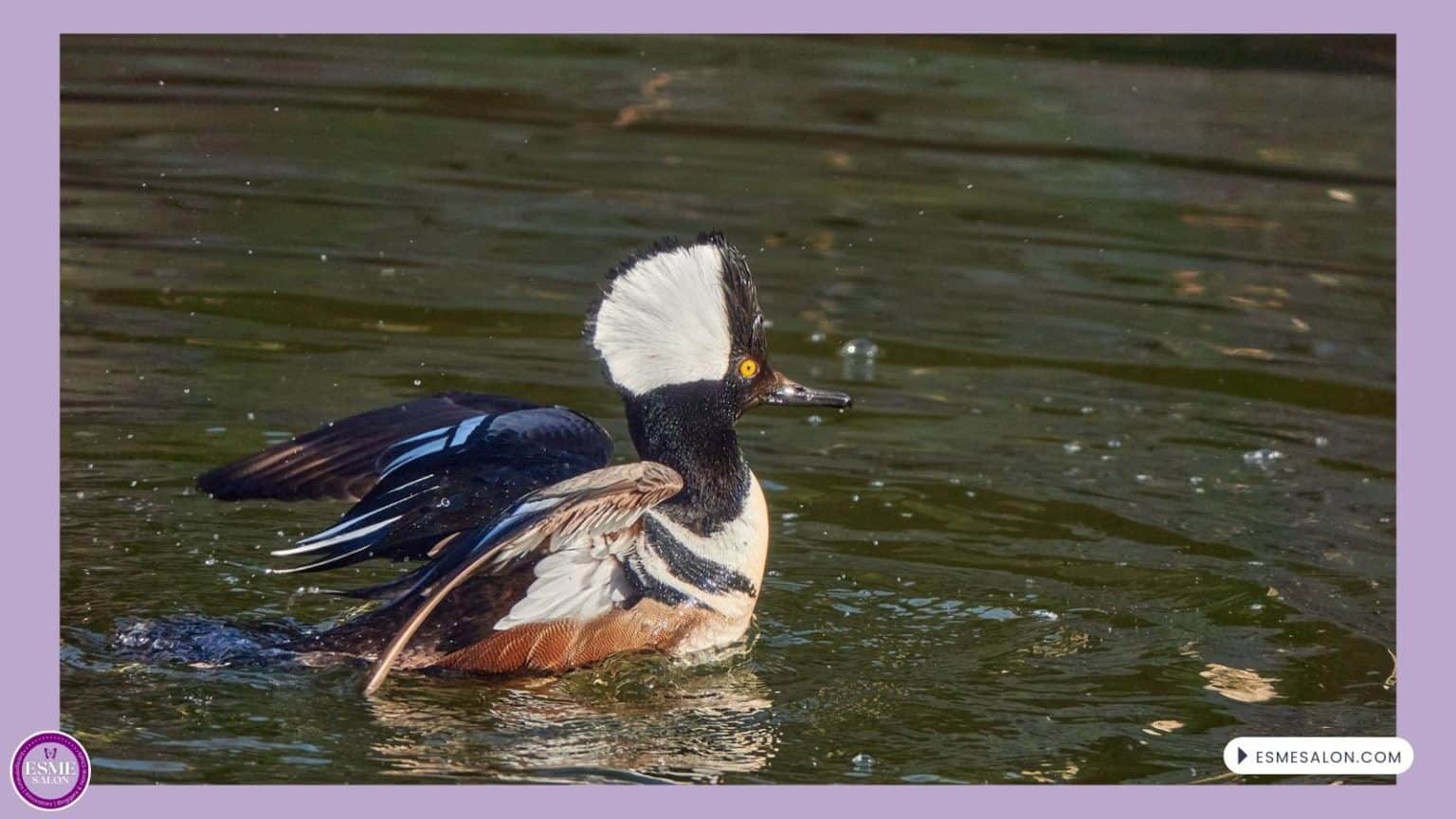 An image of a Hooded Mergansers swimming and flapping its wings
