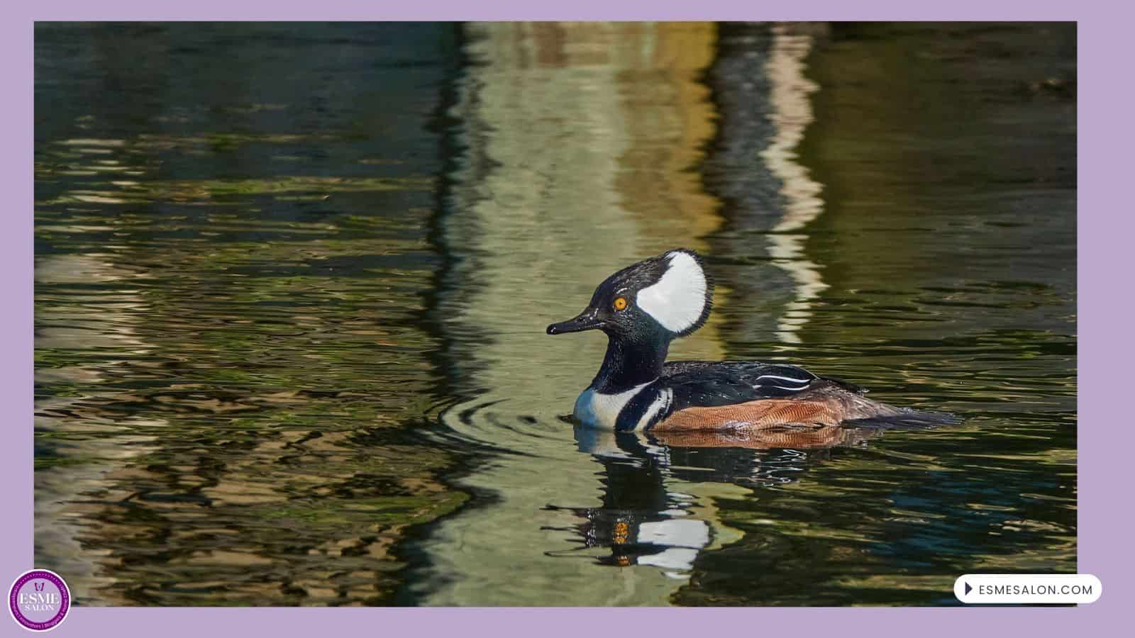 an image of a Hooded Merganser with water reflection