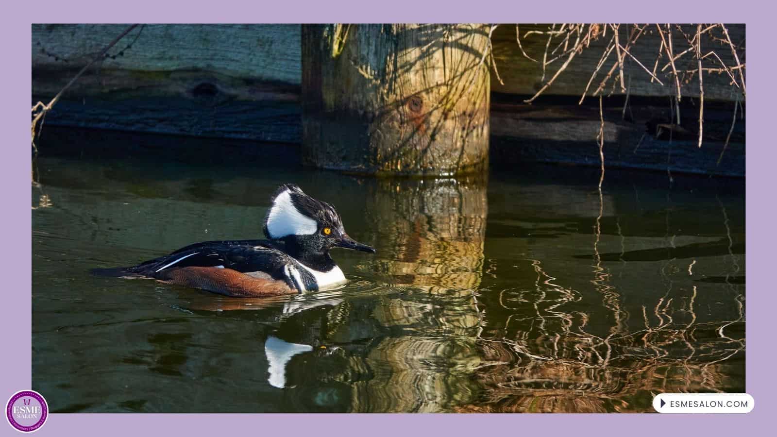 an image of a swimming Hooded Merganser