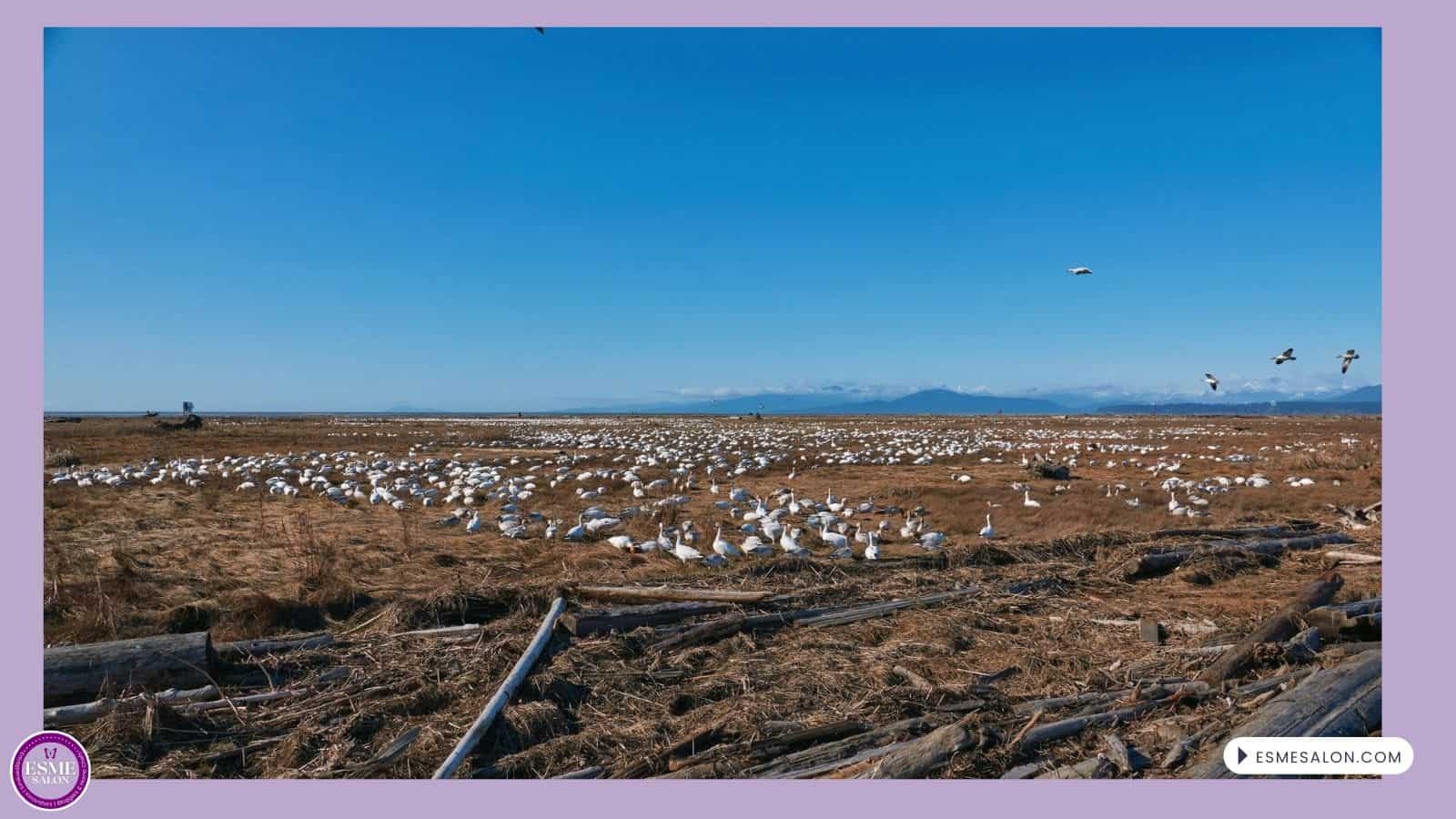 an image of Lesser Snow Geese as far as you an see
