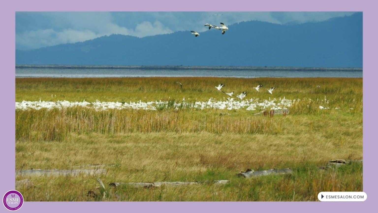 an image of Lesser Snow Geese far out on the marsch