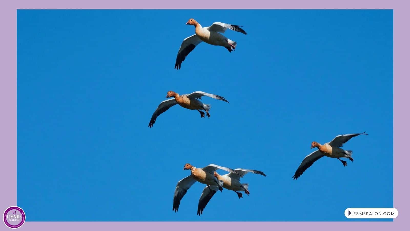 an image of Lesser Snow Geese in flight