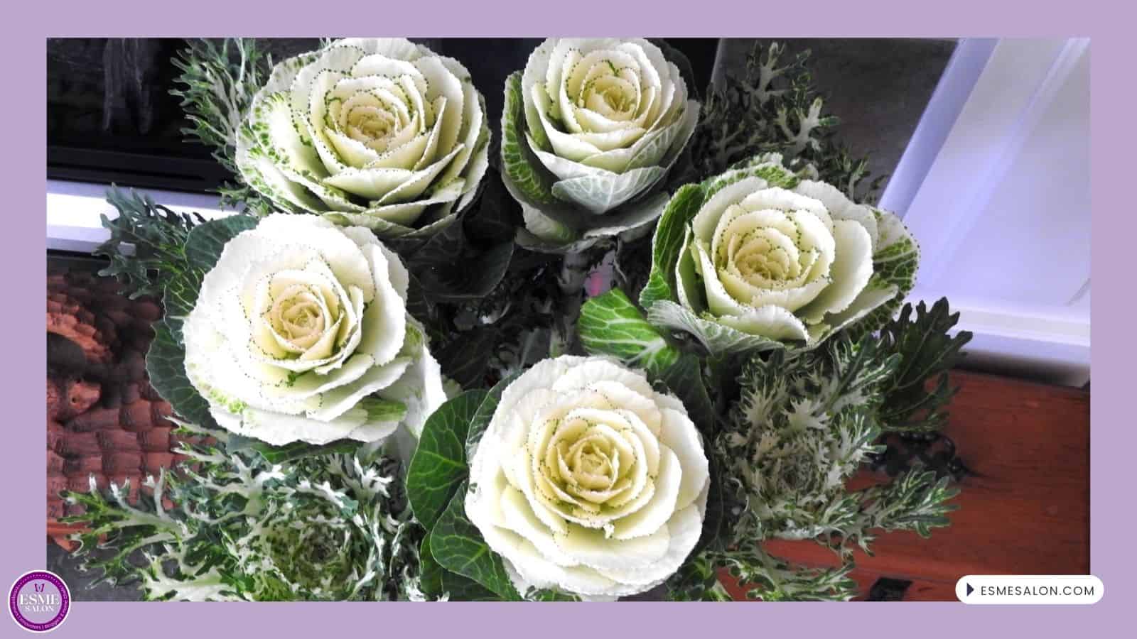 an image of 5 white Ornamental Cabbage flowers in a pot