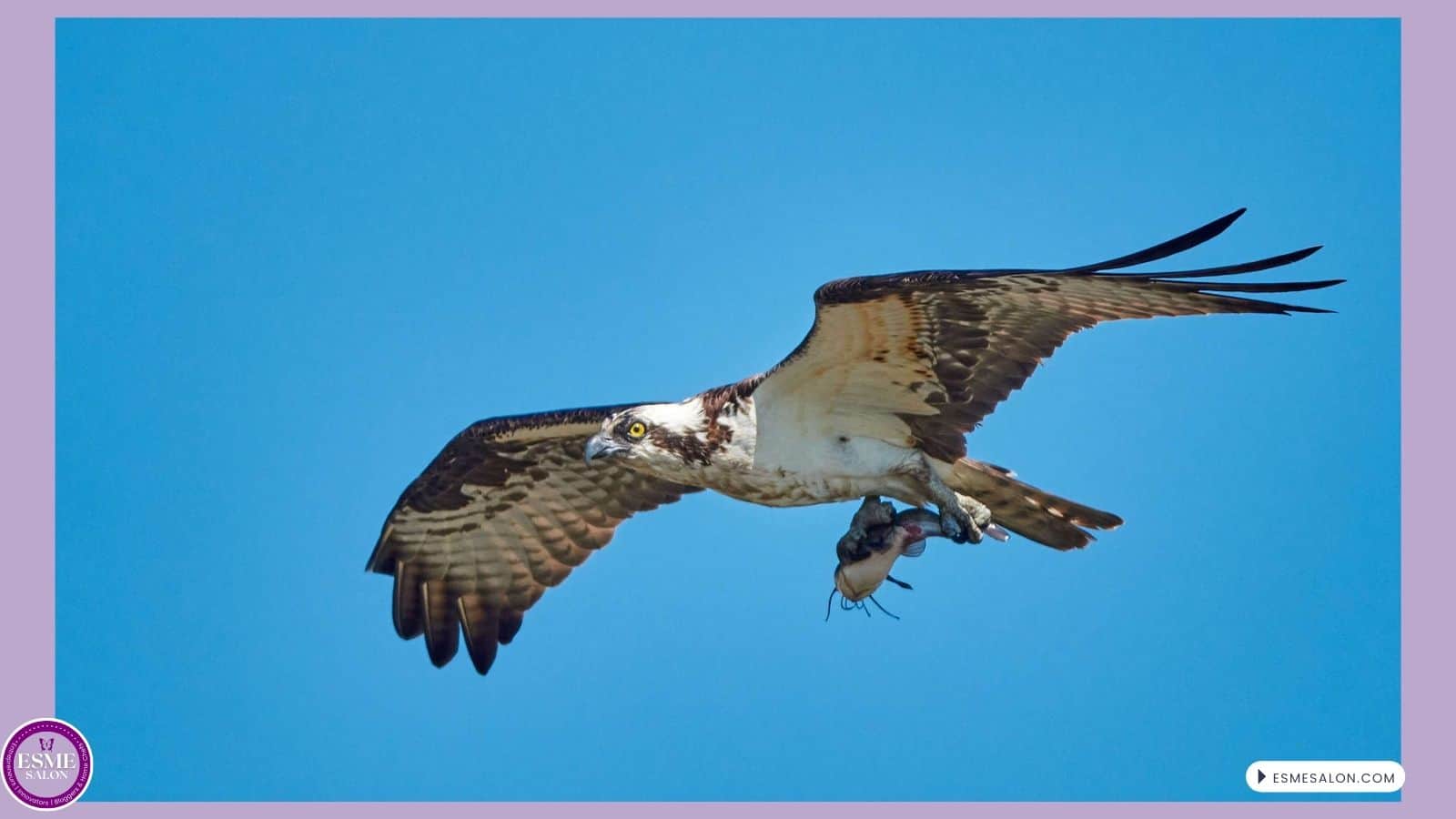 Osprey caught a fish and flying to female to had it over