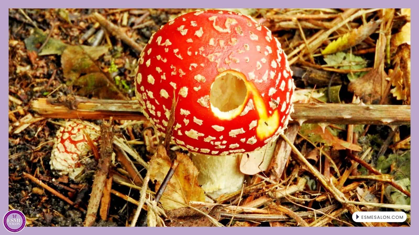 an image of a Fly Agaric Mushroom - very poisonous