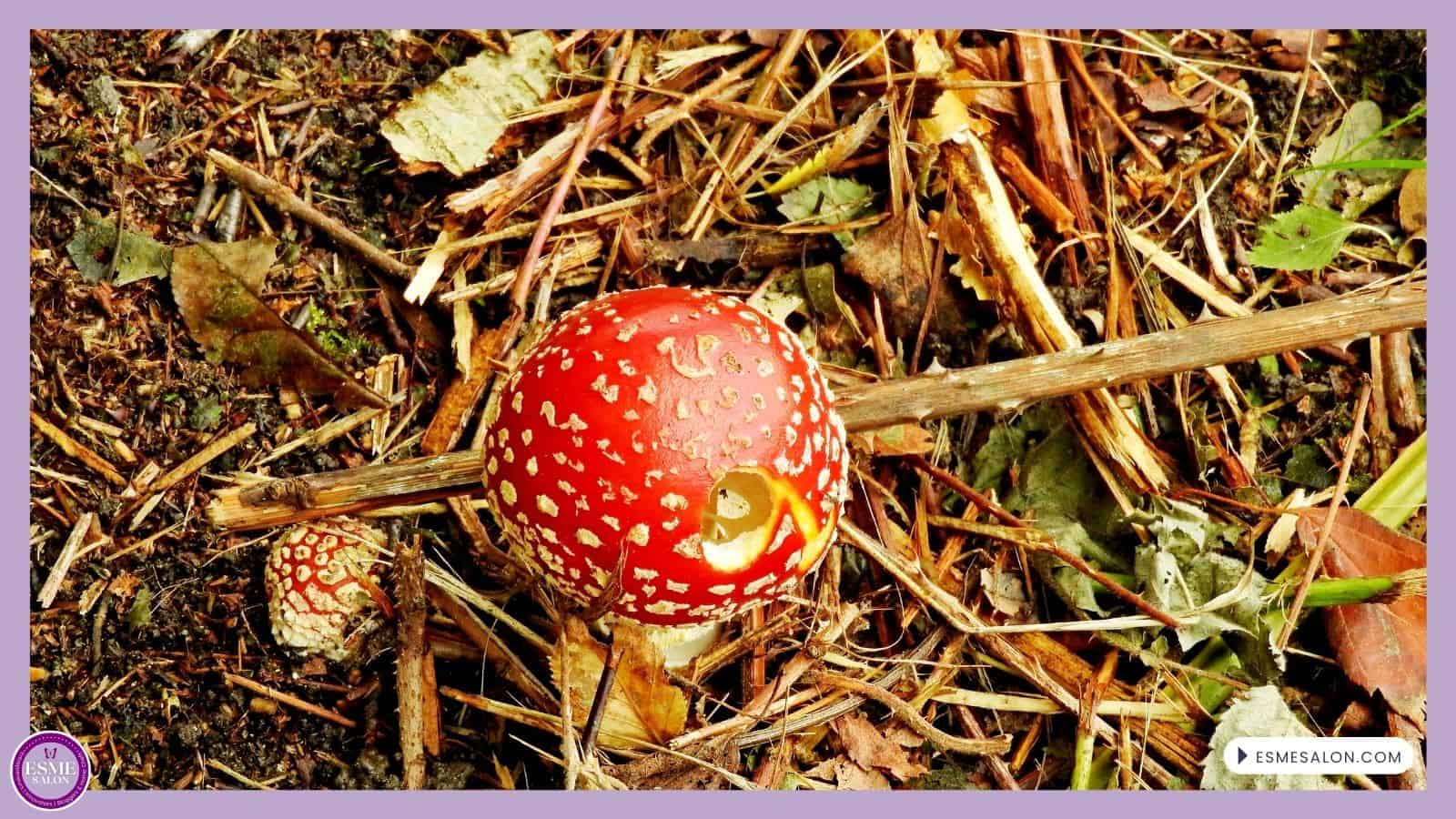 an image of as poisonous red Fly Agaric mushroom