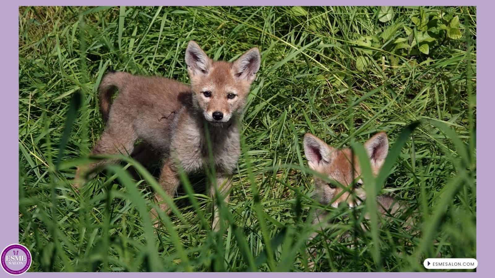 an image of 2 Baby Coyotes out to play