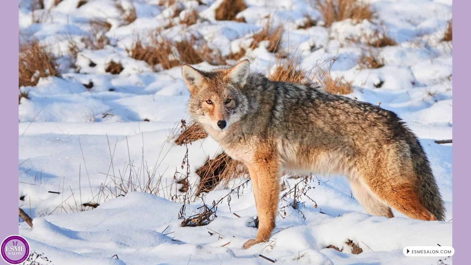 an image of a Coyote walking in the snow