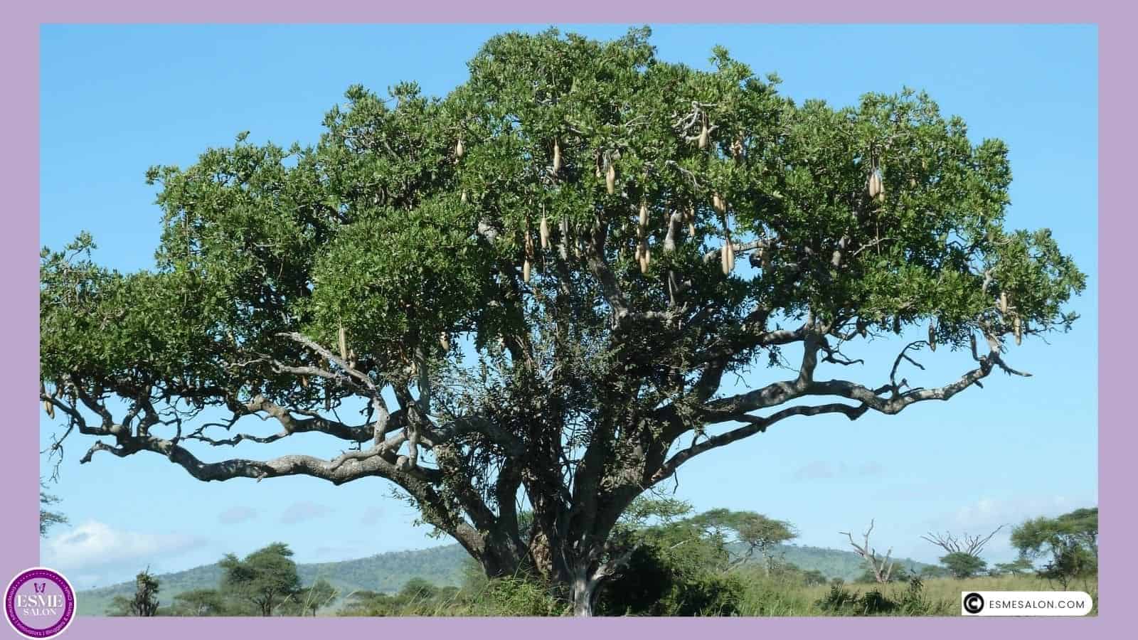 an image of a Sausage Tree in Serengeti