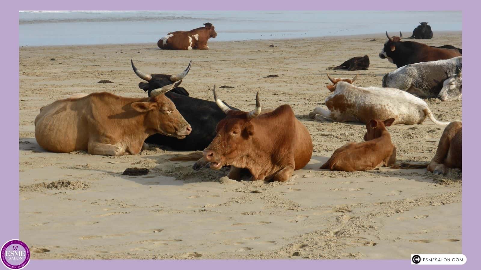 an image of Xhosa cattle on the beach