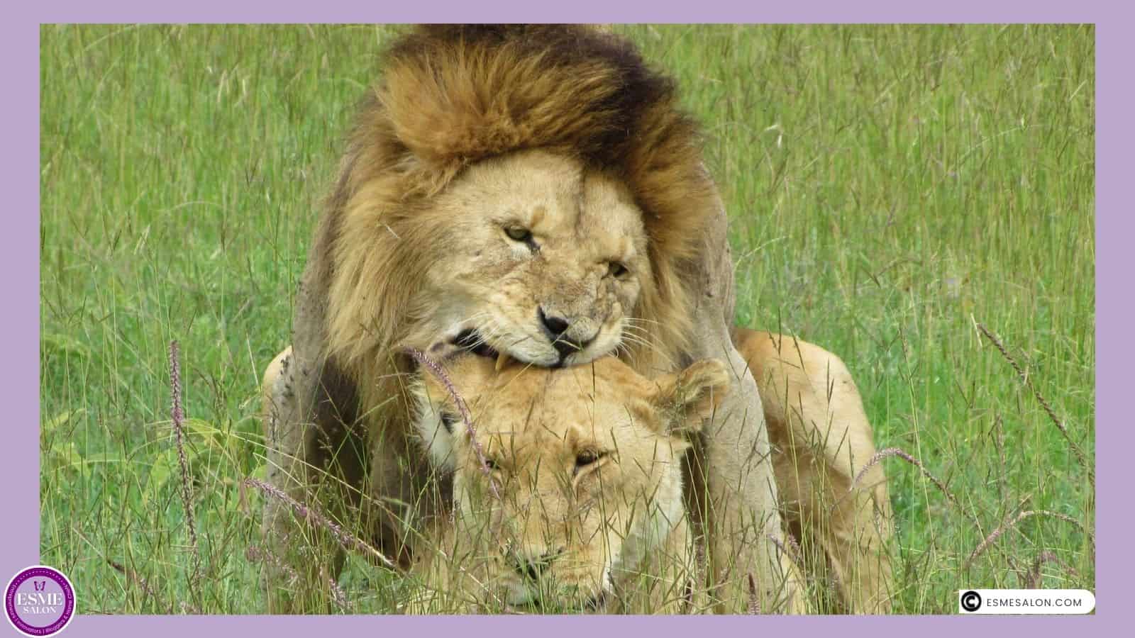an image of a male and female lion mating in Serengeti