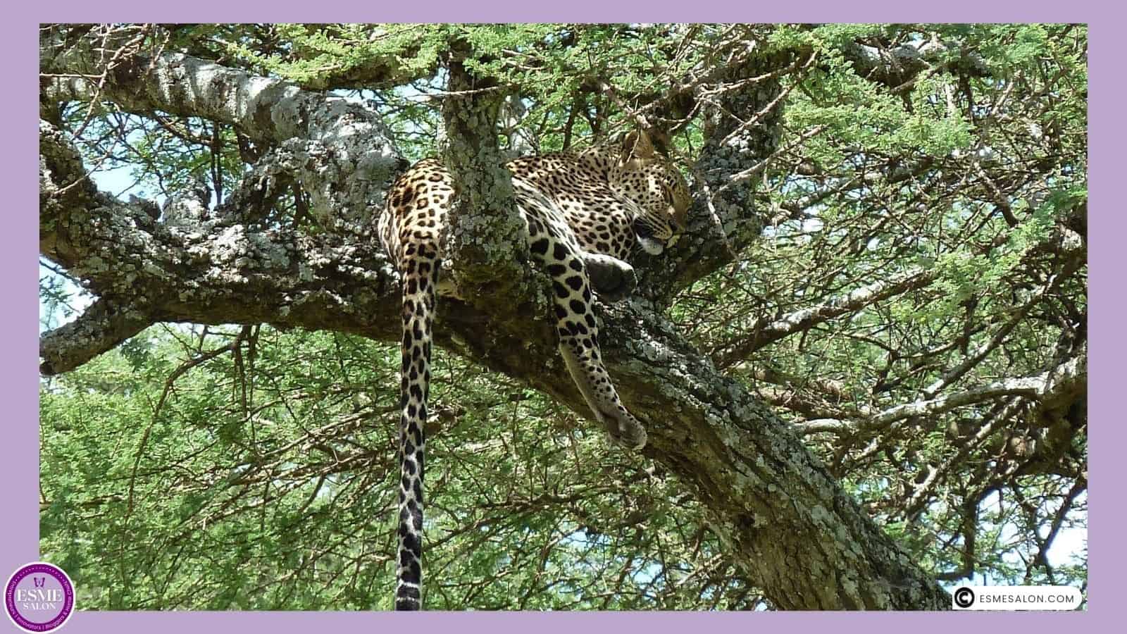 an image of a Leopard sleeping in a Tree