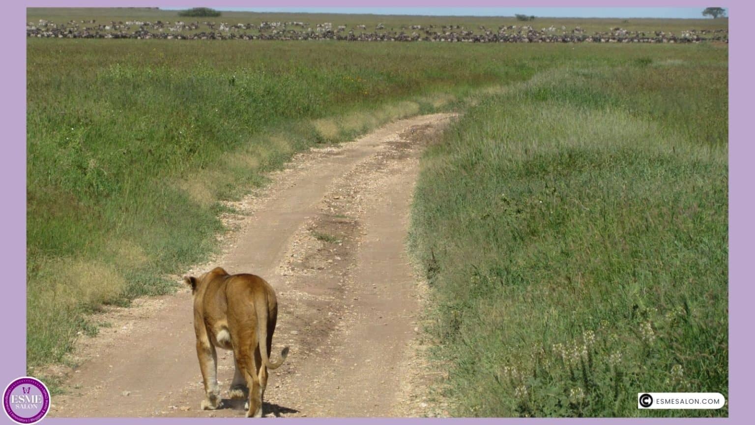 an image of a Lioness passing us in our vehicle on the road and on her way to a kill