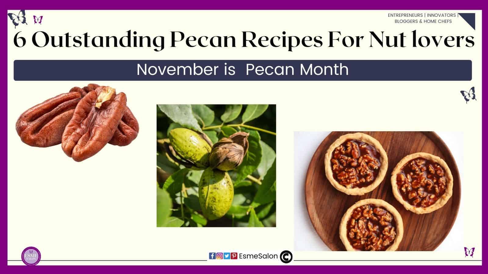 an image of pecan nuts, a tree with pecan nuts and pecan pies