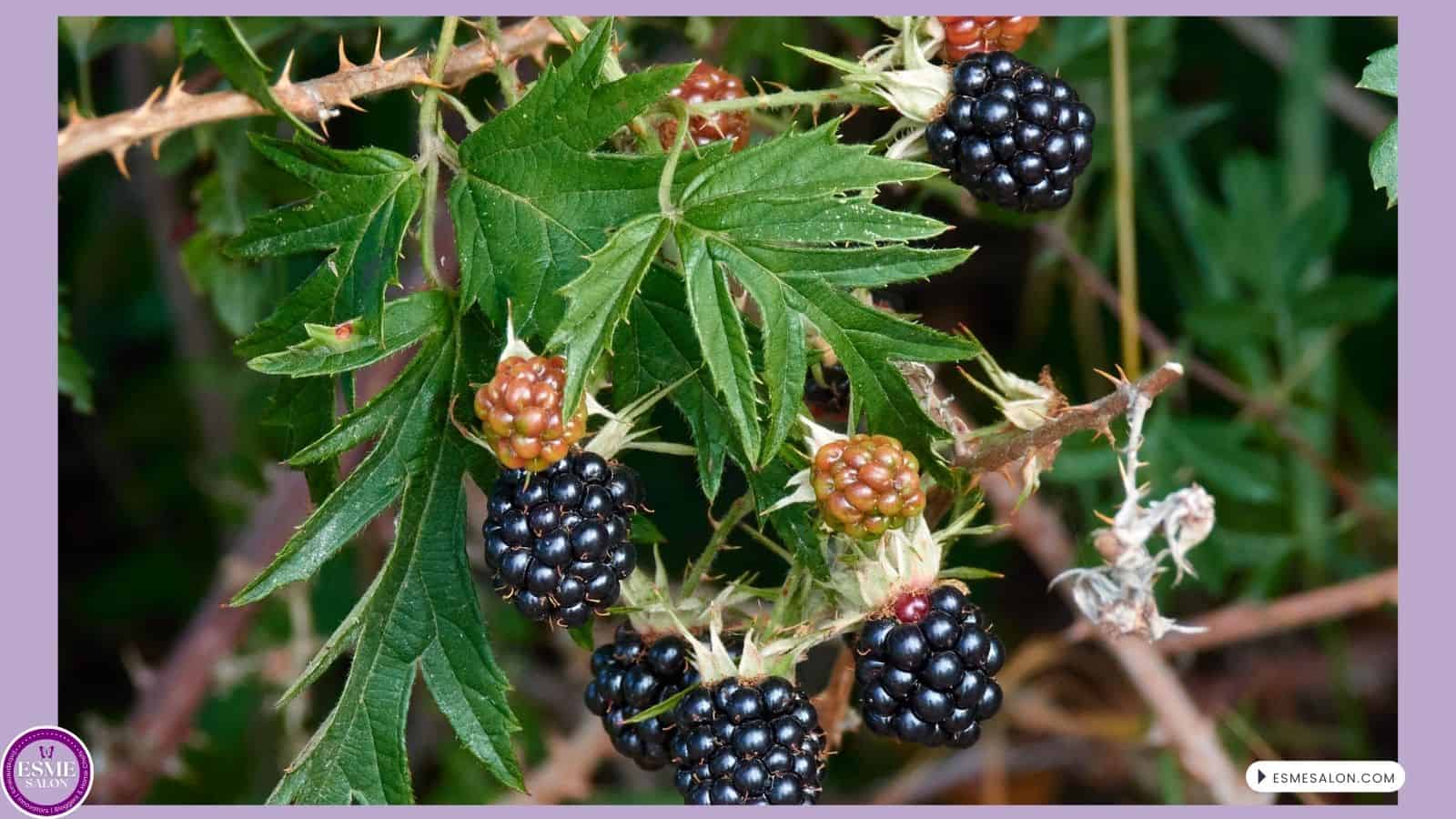 an image of a bush full of Blackberries ready for picking