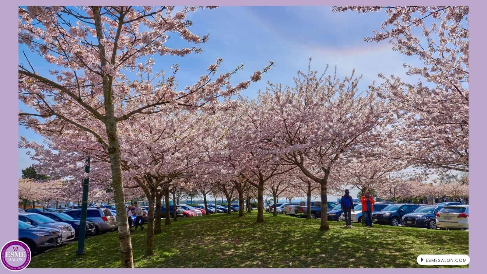 Blossoms at Garry Point